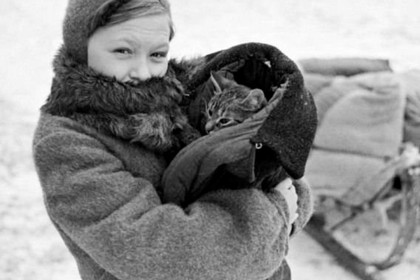 Сегодня-–-день-петербургских-котов-и-кошек.jpg